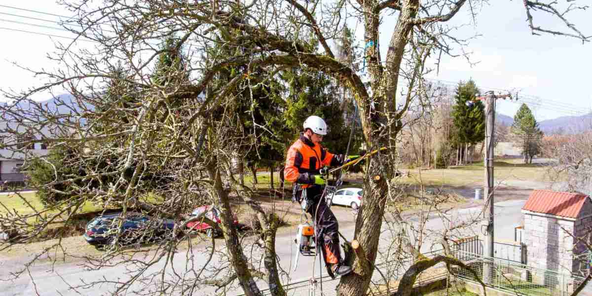 Get Authorised Tree Felling North London