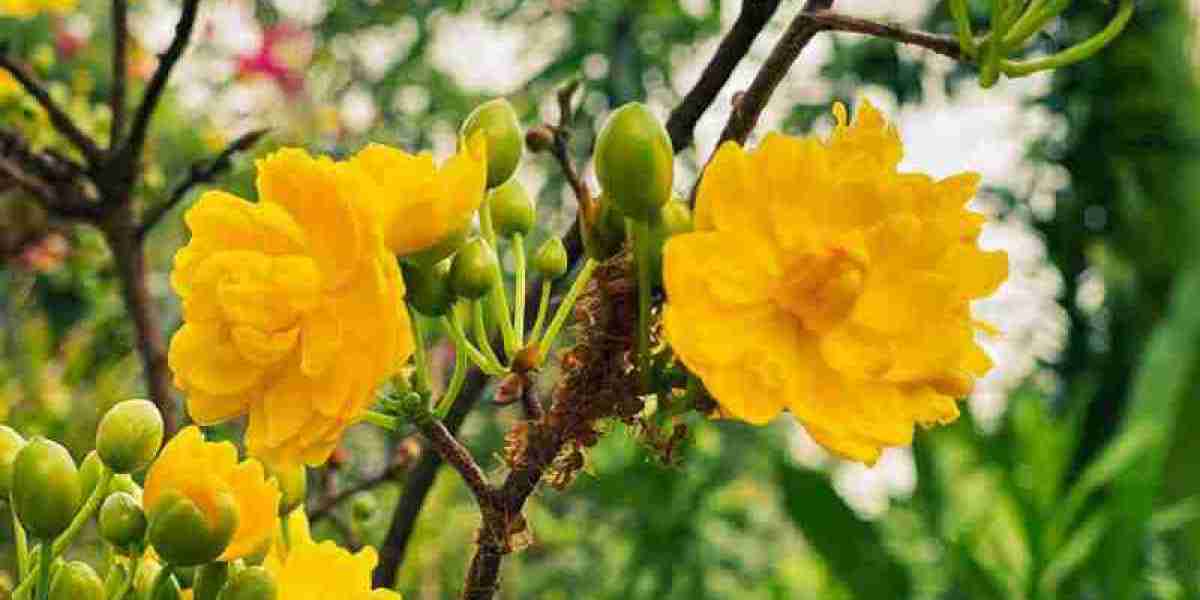 Thành công từ nghệ thuật trồng cây cảnh: Hành trình xây dựng vườn hoa mai vàng của ông Phạm Bá Chung