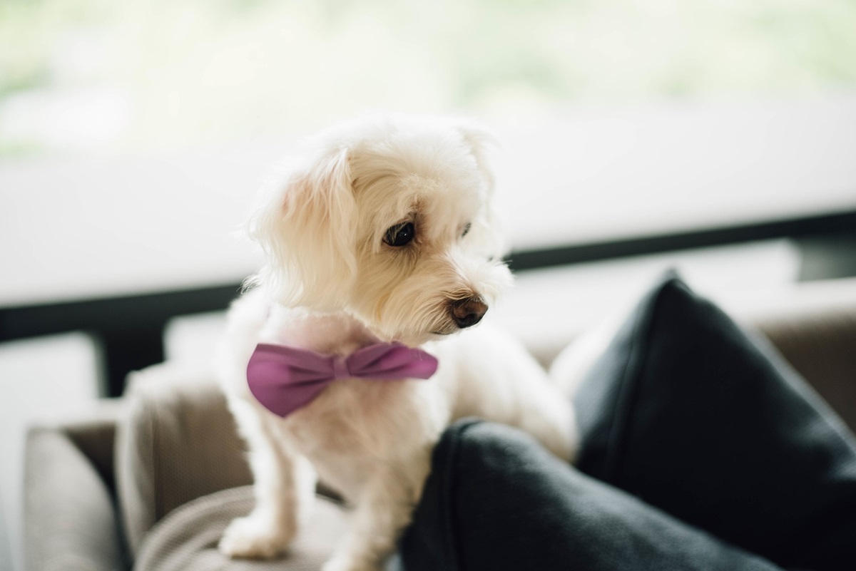 From Bandanas to Bow Ties: Stylish Pet Accessories for Glamorous Grooming – Let's Discover AU