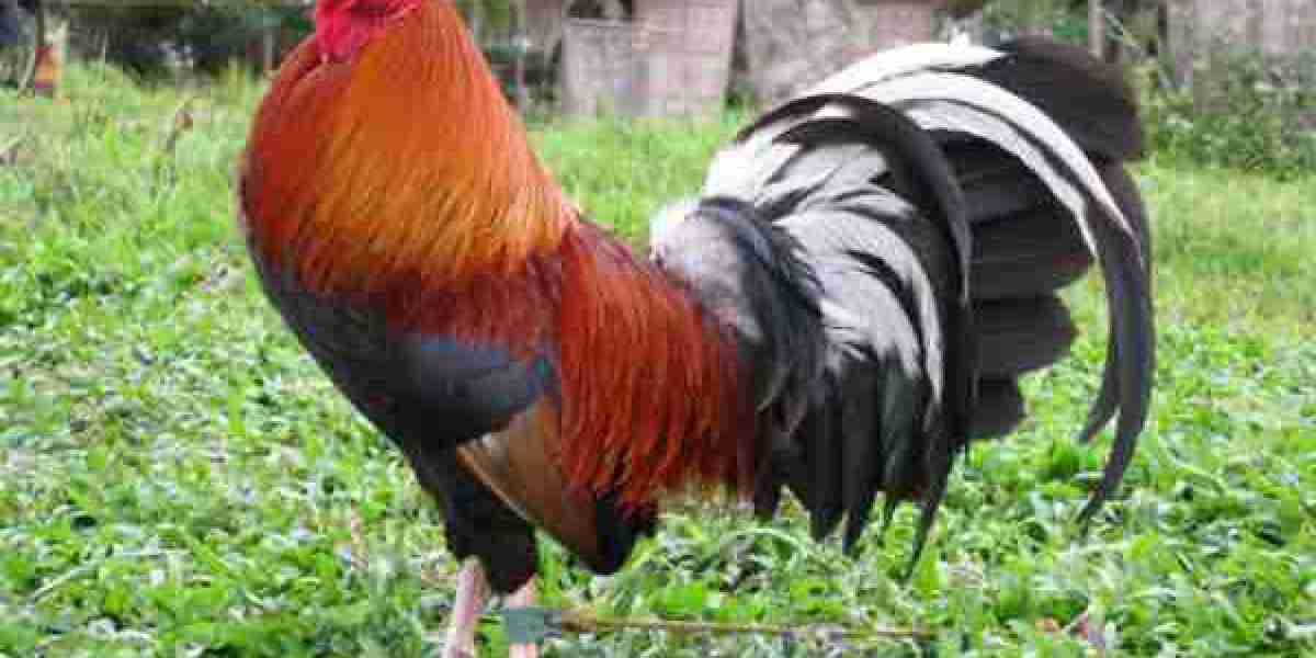 Discovering the Albany Rooster: A Unique Addition to Your Gamefowl Collection