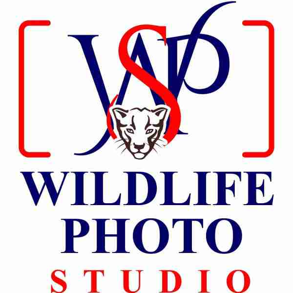 wildlifephoto studio Profile Picture