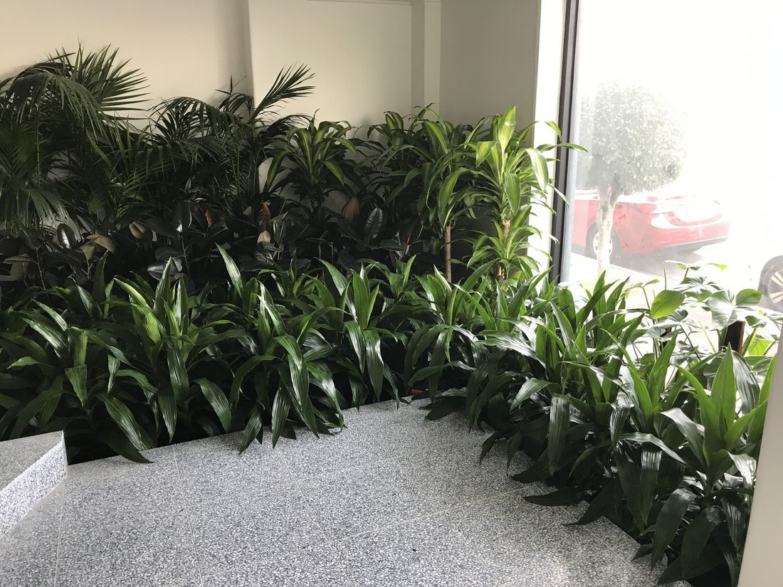 Elevate Your Space with Indoor Plant Rental Melbourne | Luwasa Indoor Plant Hire