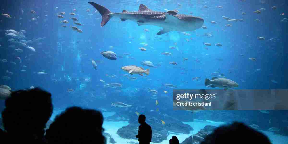 6 Must Visit Aquarium and Marine Life Attractions in Dubai