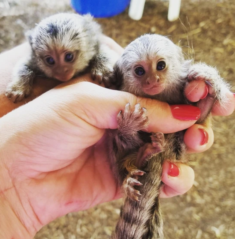 "MARMOSET MONKEYS FOR SALE| FINGER MONKEYS