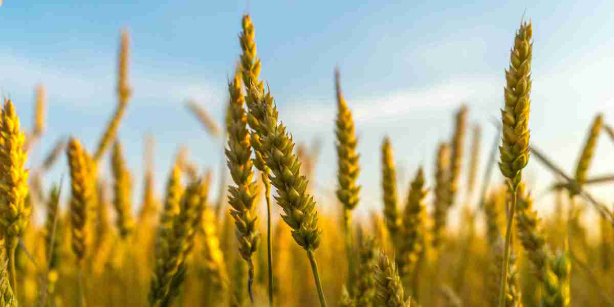 Organic Fungicides and Remedial Inputs: The Future of Farming