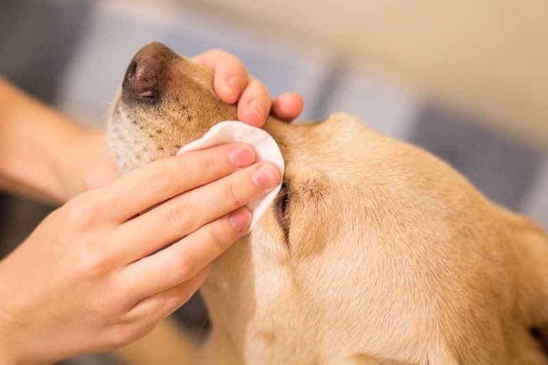 Pet Eye Care: Important Tips and How to Use the Different Products