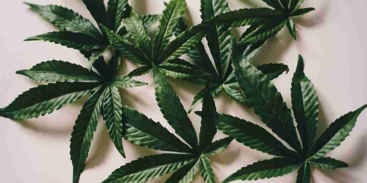 Uncover the Variety: Santa Rosa's Cannabis Delivery and Dispensary Options