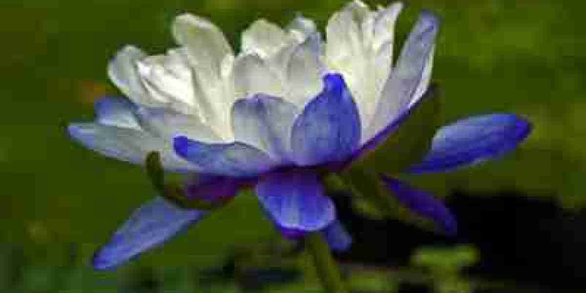 Woods Blue Goddess Water Lily – Rare & Stunning | The International Waterlily Collection