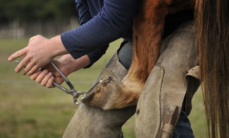 Endless Journals: Horse Hoof Trimming: A Farrier’s Guide to Choosing the Right Hoof Nippers