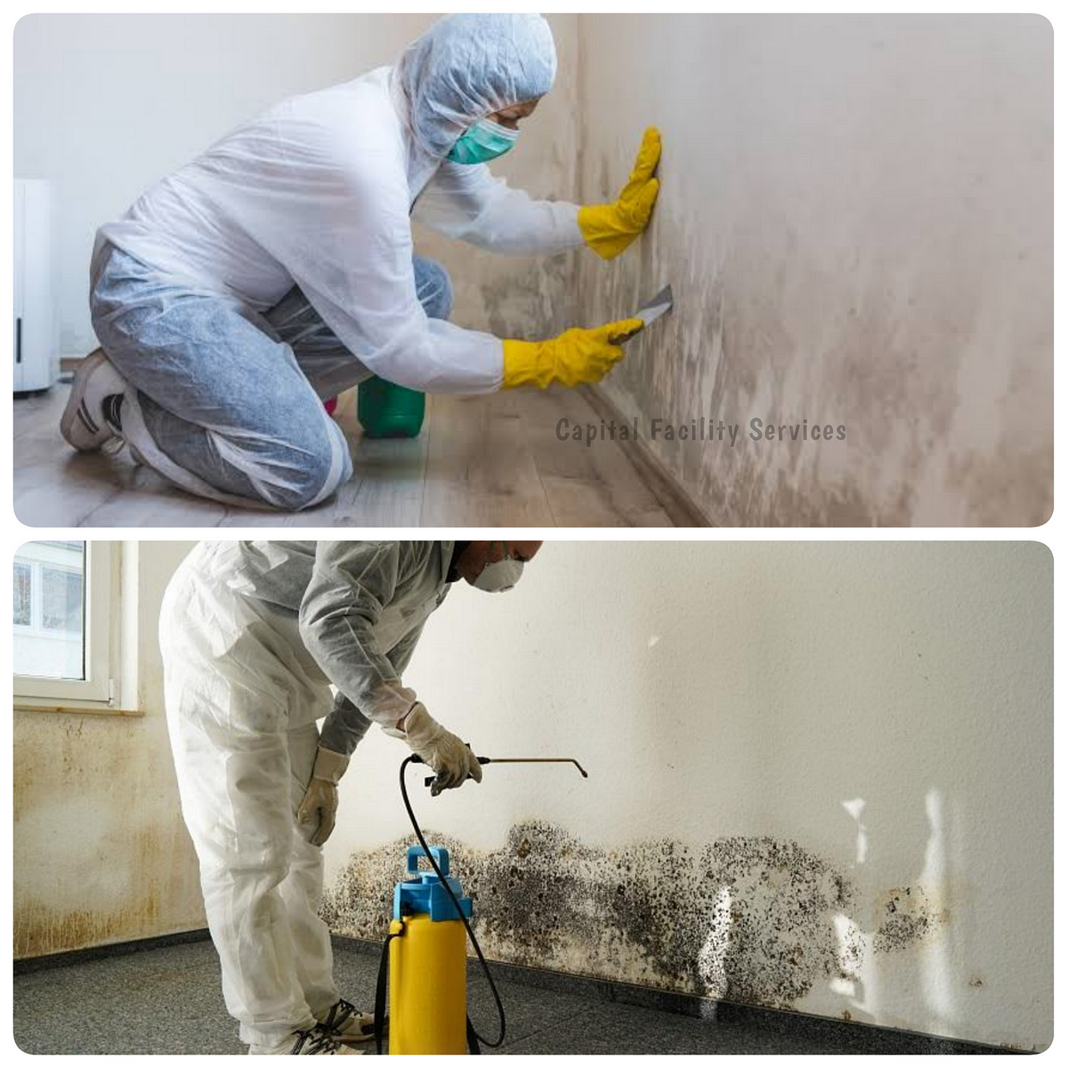 Get The Best Professional Mould Damage Cleaning And Restoration Service | by Capital Facility Services | Nov, 2024 | Medium