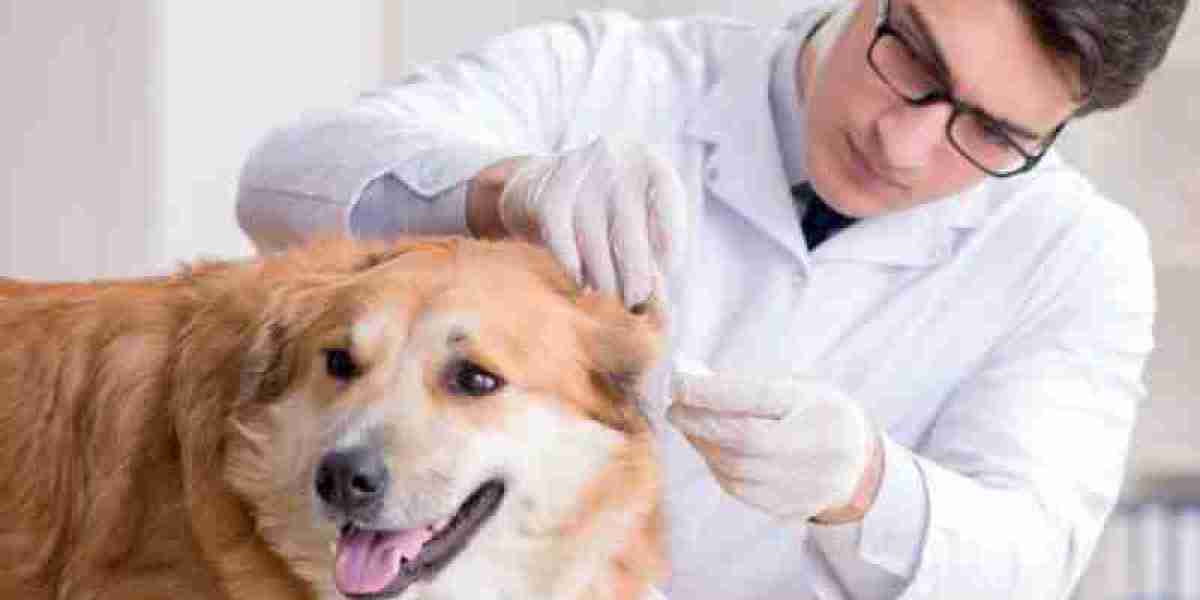 Entenda o Exame de Fosfatase Alcalina Veterinário: O Que Ele Revela sobre a Saúde do Seu Pet