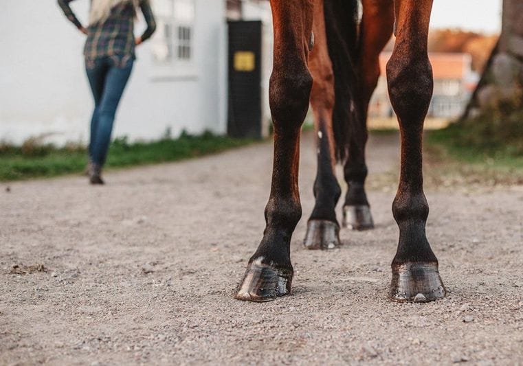 A Comprehensive Comparison of Horse Hoof Medicines