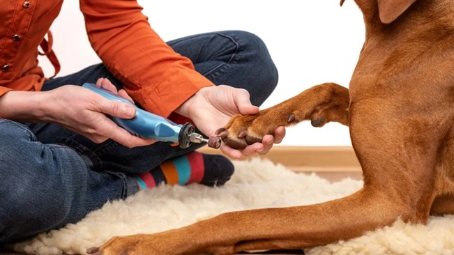 Intro Into Pet Nail Grinders: The Tool Every Paw Parent Should Own - Intro Into Blog