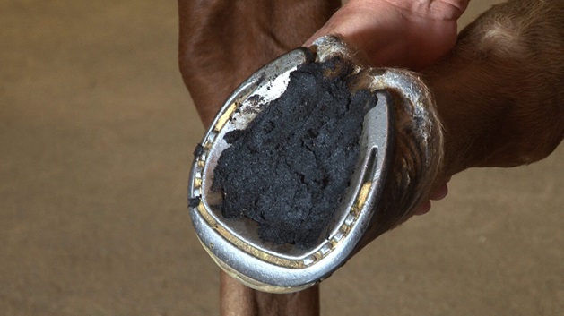 Horse Care: Tips for Effective Hoof Packing - Our Tips For