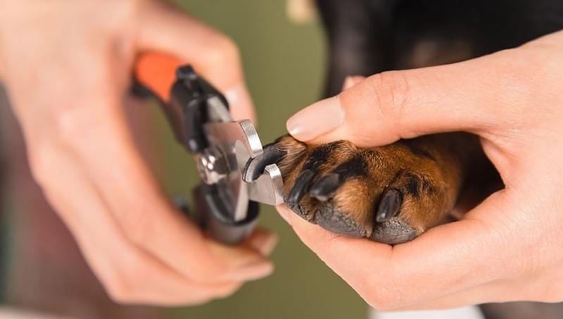 Pet Care: How Nail Powder Can Help Keep Your Furry Frie...