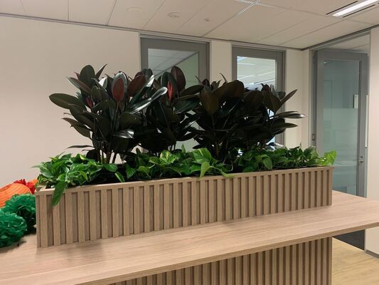 Transform Your Space with Luwasa Indoor Plant Hire in Melbourne