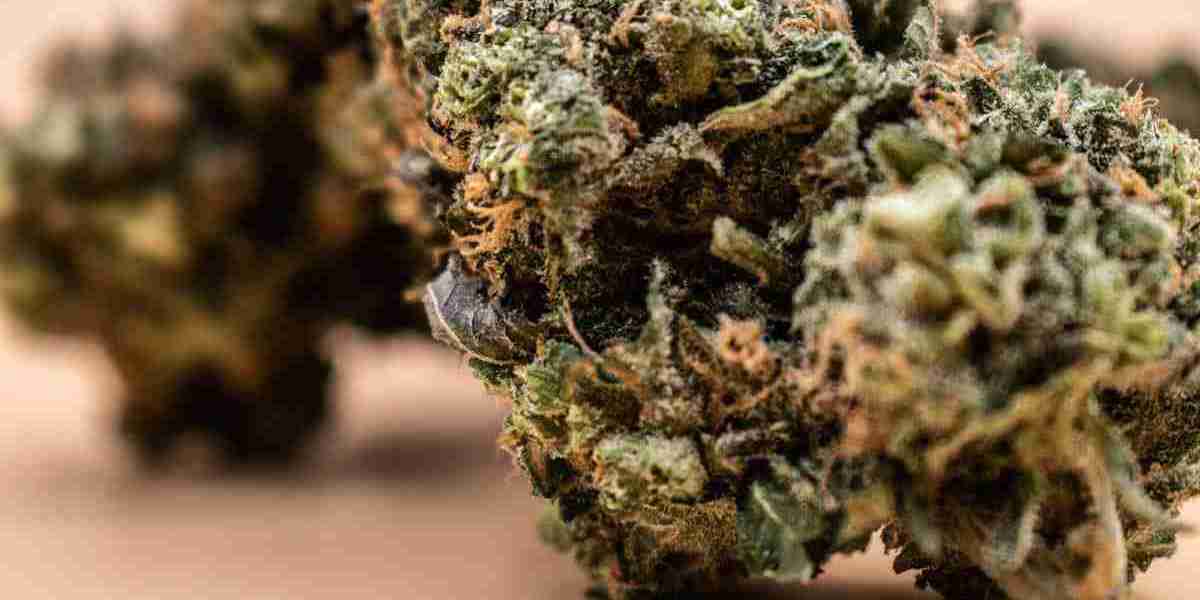 How to Assess Weed Quality and Discover Top Dispensaries in Lafayette, Colorado