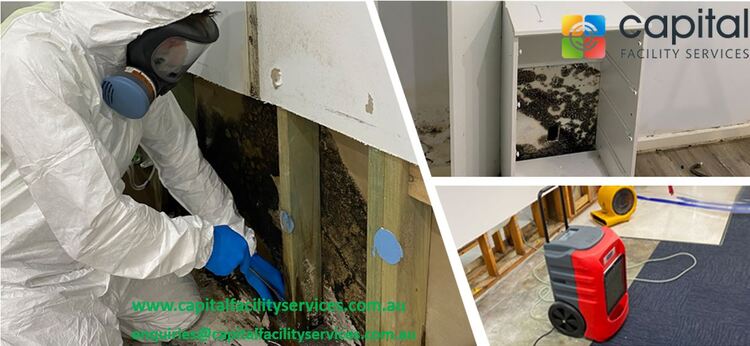 Why You Need Professional Mould Removal Services in Melbourne