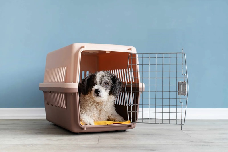 How to Choose the Right Pet Crate for Your Dog – Daily Focus