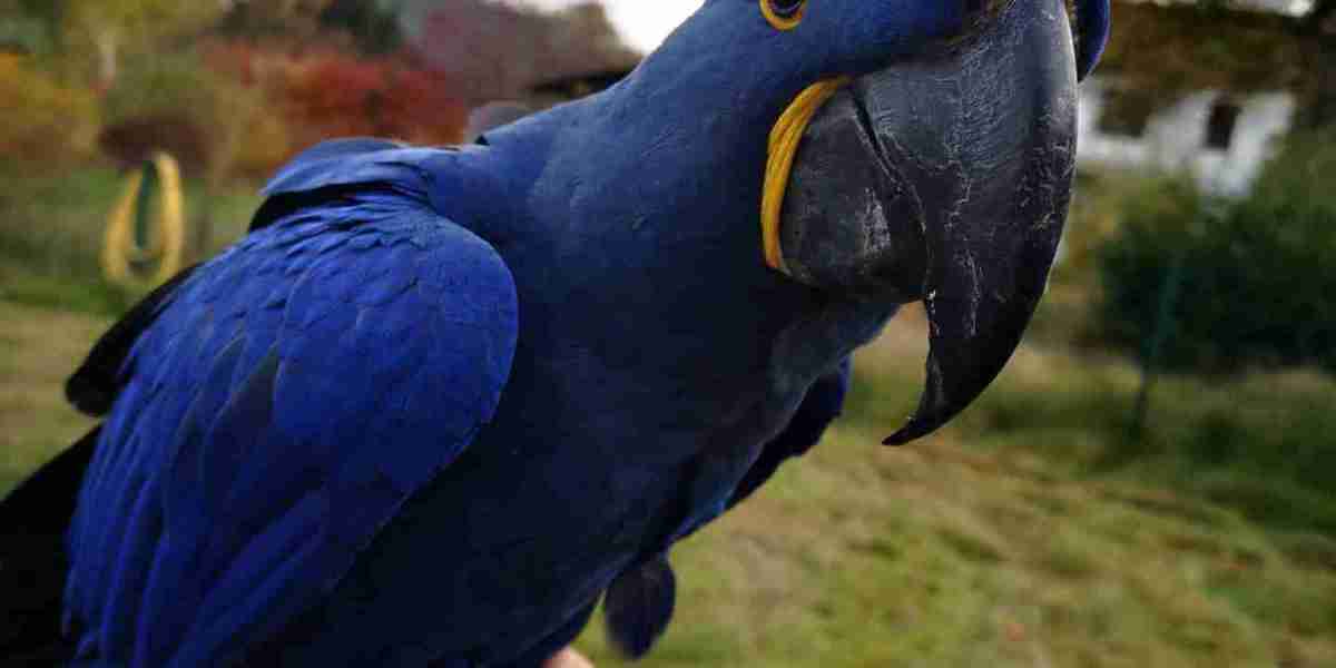 10 Things Everyone Has To Say About Paisley Hyacinth Macaw For Sale