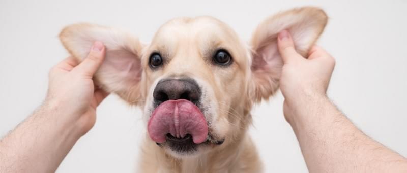 Pet Ear Care 101: Keep Your Pet’s Ears Healthy and Happ...