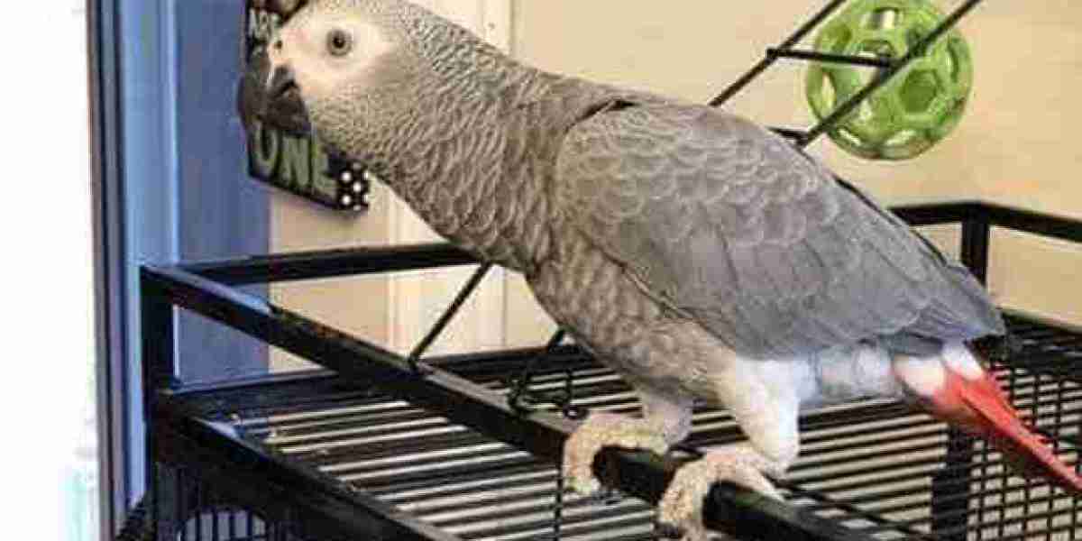 Is African Grey Parrot Just As Important As Everyone Says?