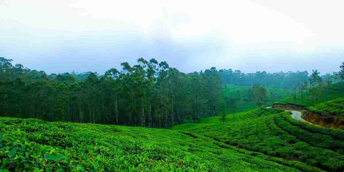 Top Ayurvedic Retreats and Wellness Resorts in Kerala Tourism 2025